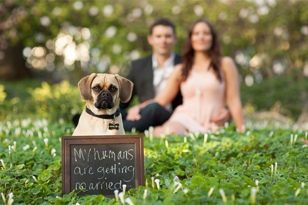 dog in engagement photo
