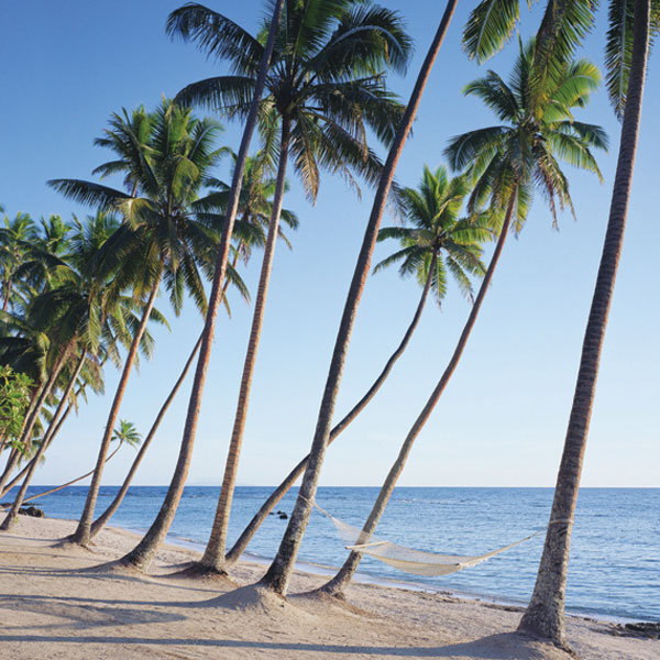 palm trees beach