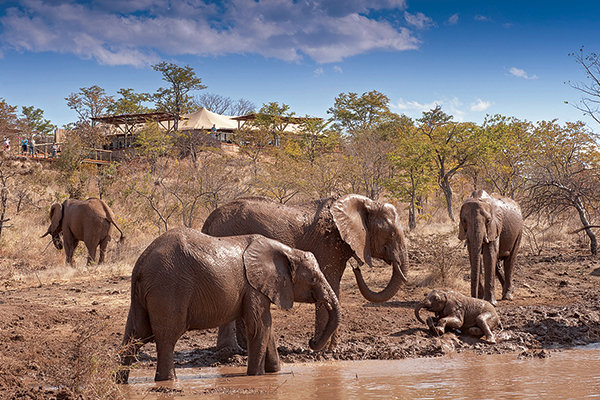 elephants