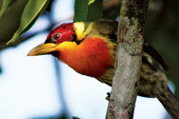 amazonian bird