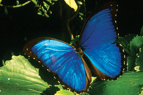 peruvian butterfly