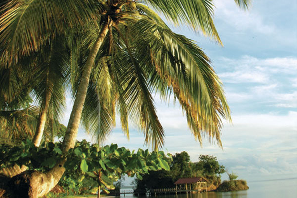 popaparadisebeachresortcom palm tree The relaxing view outside the