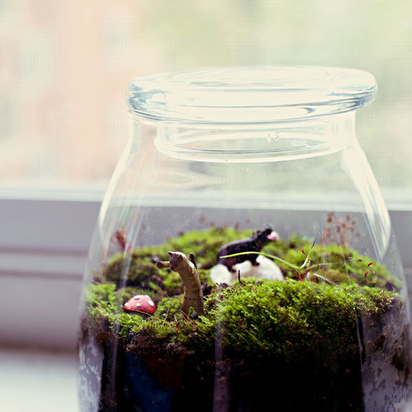Personalize the terrariums with miniatures such as animals or houses to Personalize the terrariums with miniatures such as animals or houses to