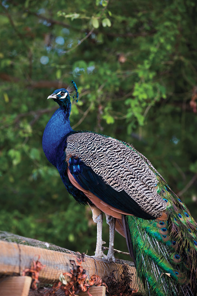 Peacock at wedding