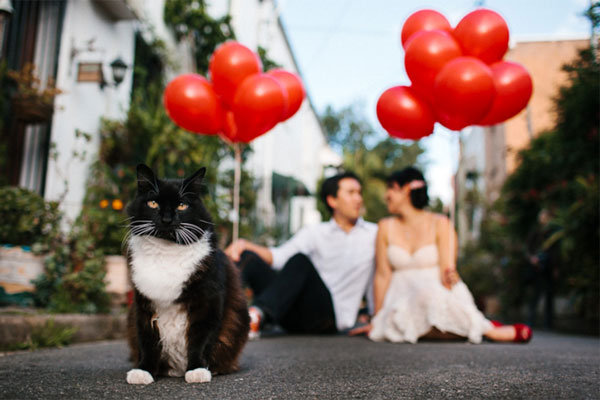 cat in engagement photos