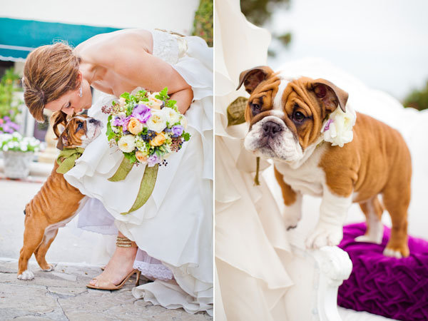 dog in wedding