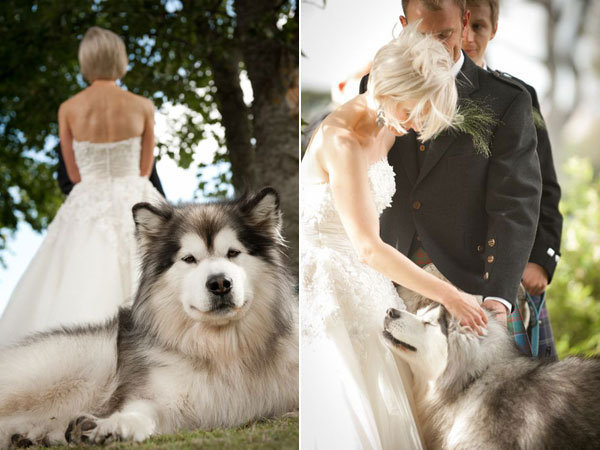 dog in wedding