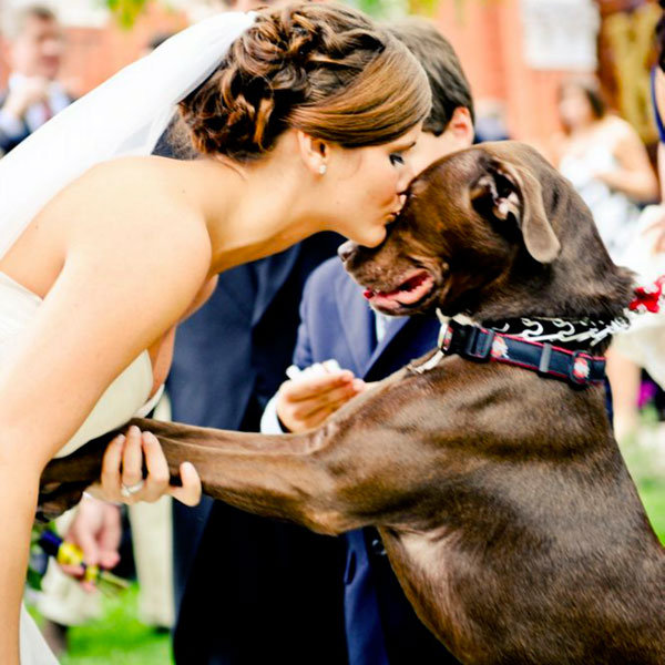 dog in wedding