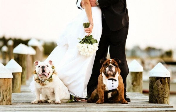 How to Include Your Pet in Your Wedding