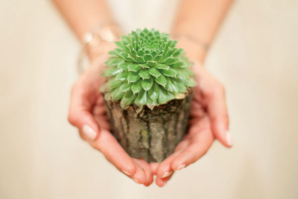 succulent wedding favor