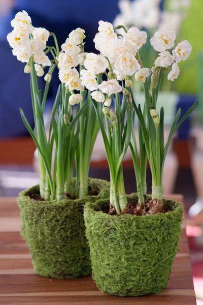 diy centerpiece daffodils in moss