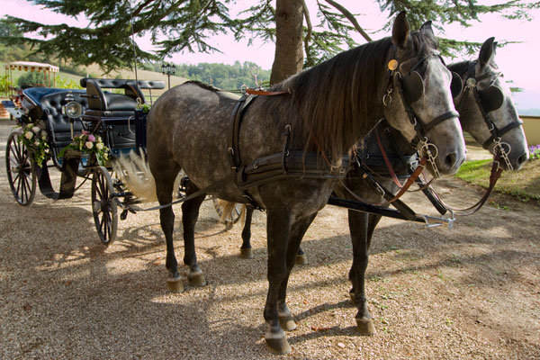 villa poggio bartoli wedding horse drawn carriage