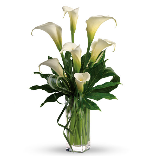 calla lily