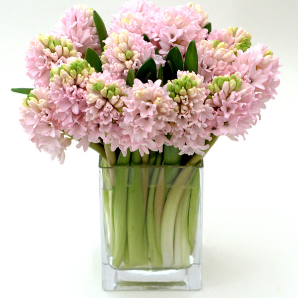 hyacinthus