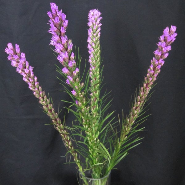Flowers in Season: October BridalGuide Flowers in Season: October BridalGuide