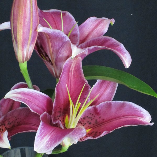 lillium stargazer