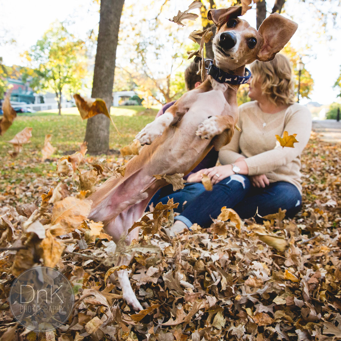 dog photobombing couples engagement photo shoot