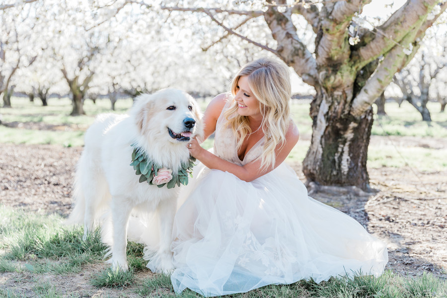 Dog as flower girl in wedding
