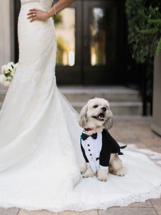 dog in tuxedo 