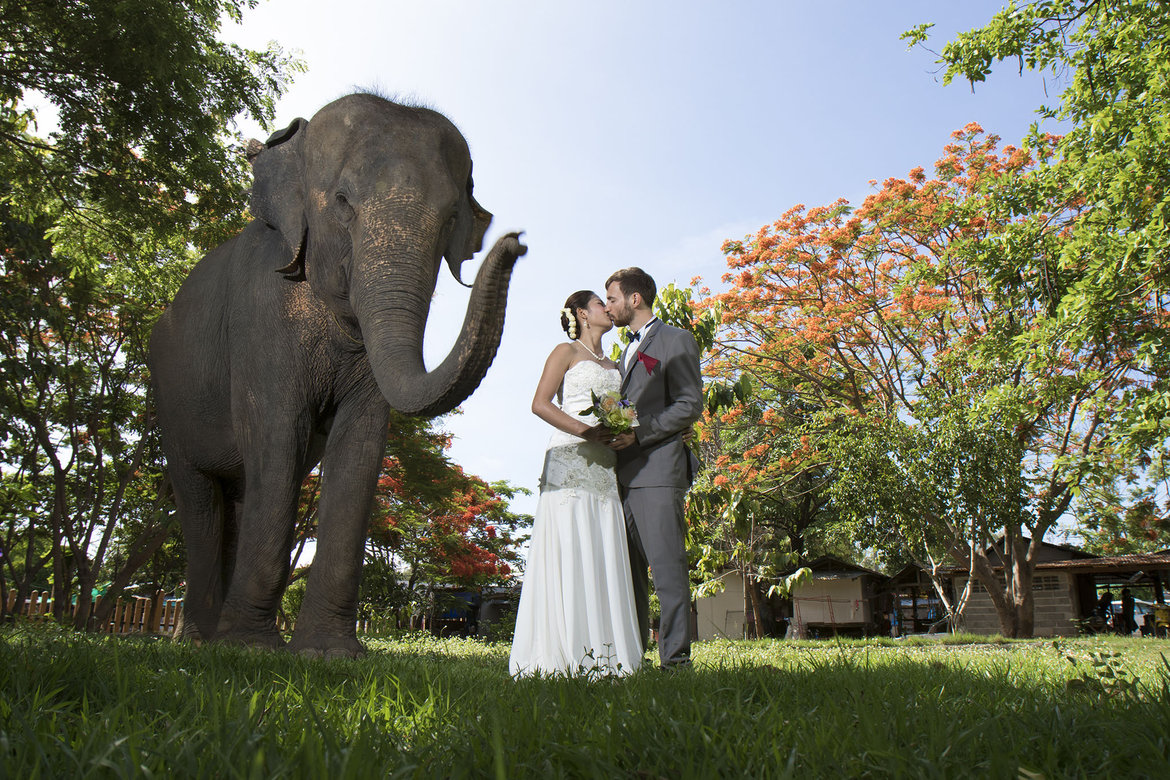 elephant in wedding