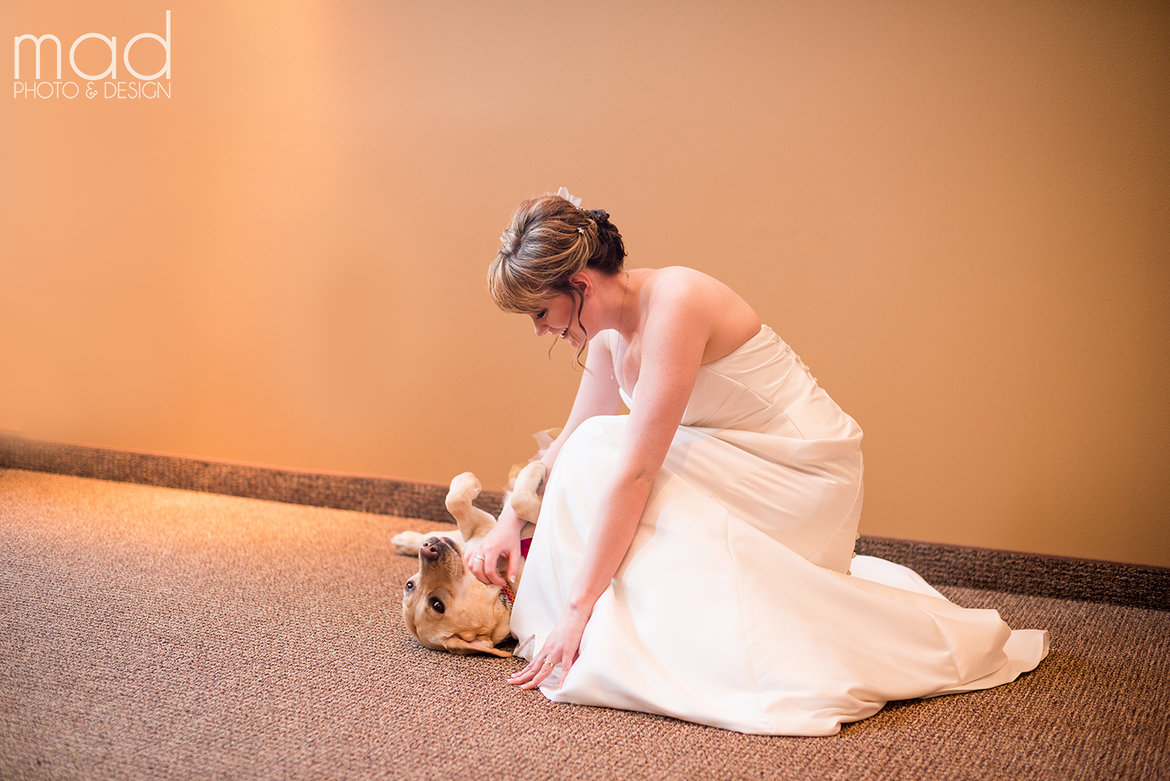 service dog with bride