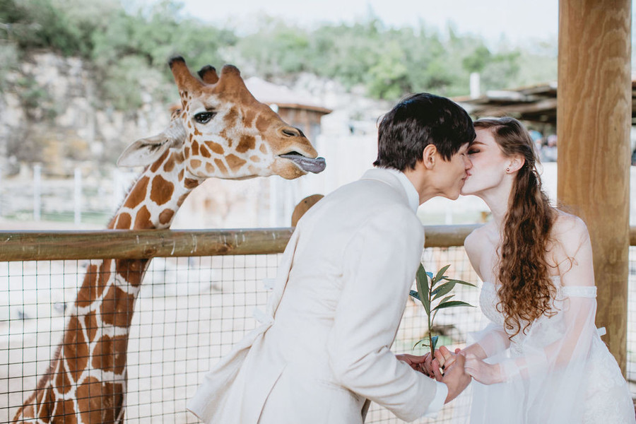 giraffe photo bomb in wedding photo