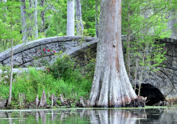 cypress gardens