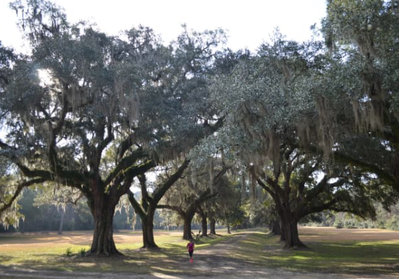 laurel hill county park