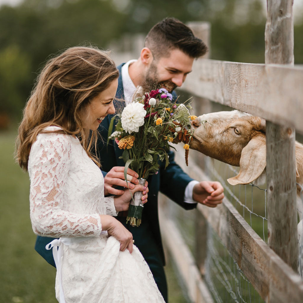 bride and groom feeding goat