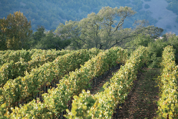 california wine country