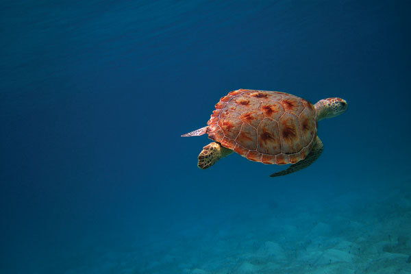 turtle swimming