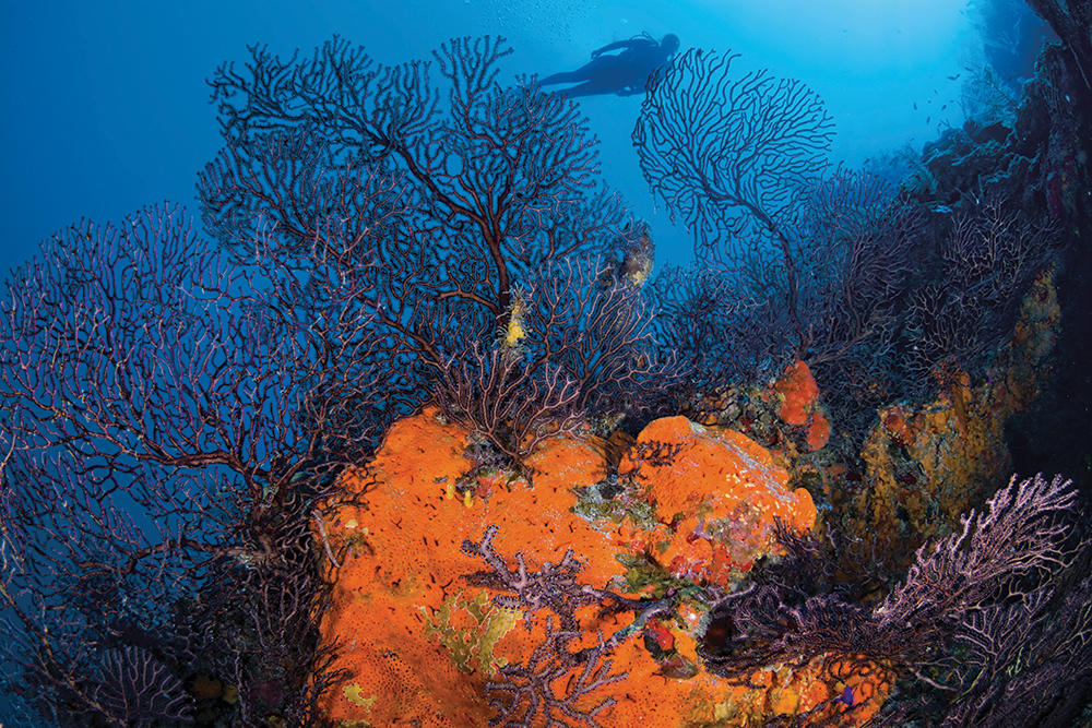 coral reef turks and caicos