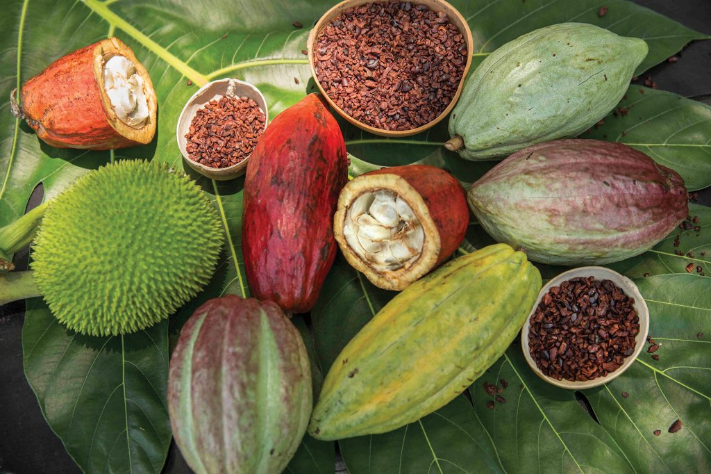 cacao pods