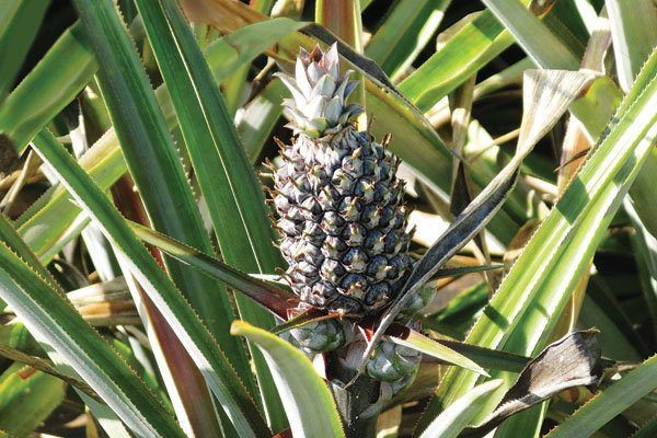 bahamas eleuthra pineapple field