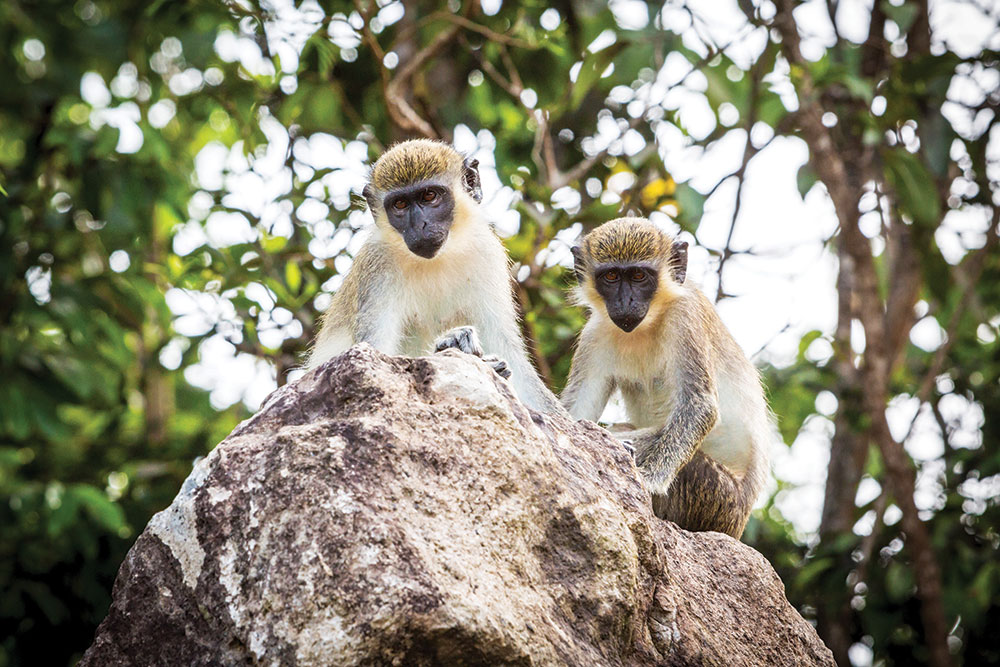 Monkeys in Nevis
