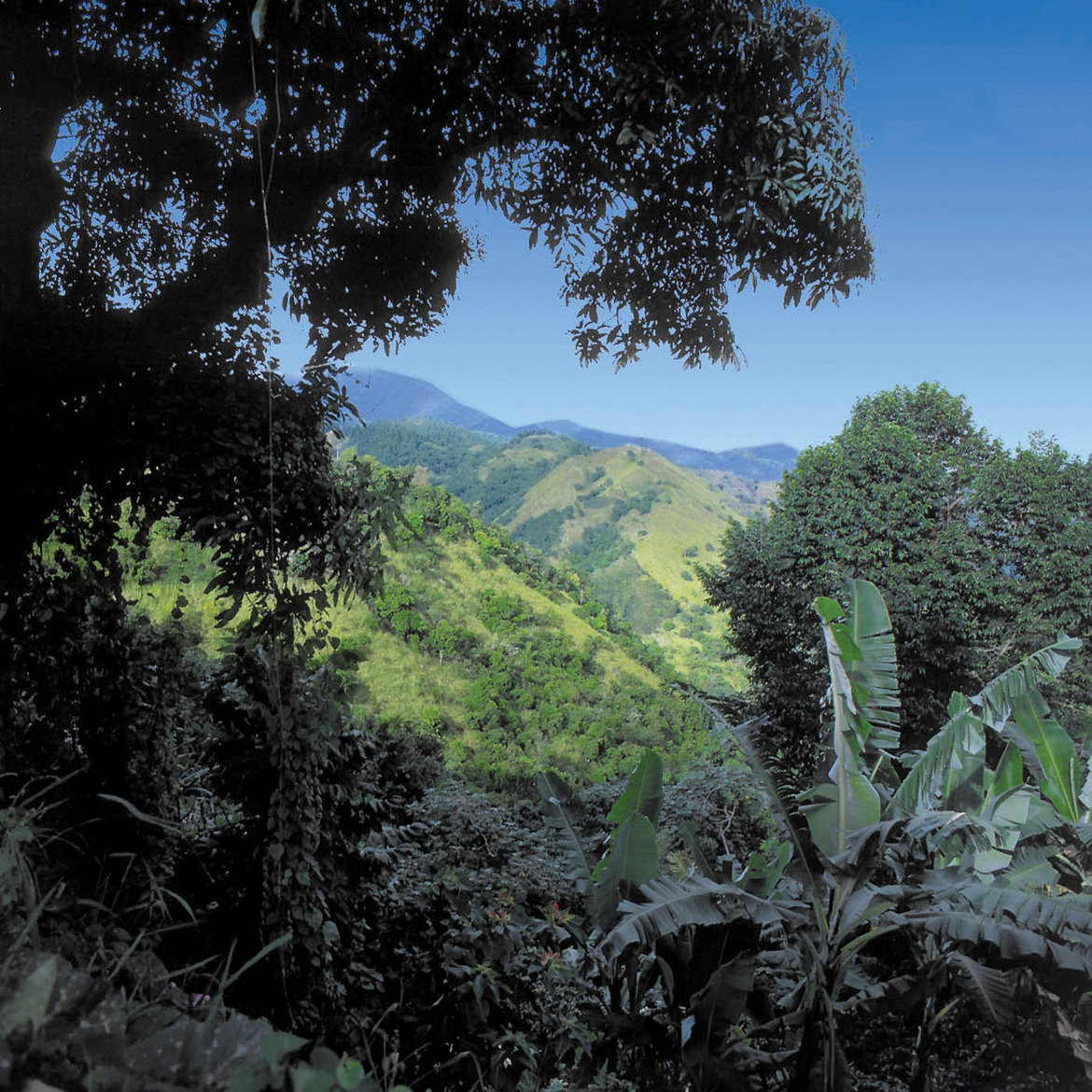 blue and john crow mountains national park