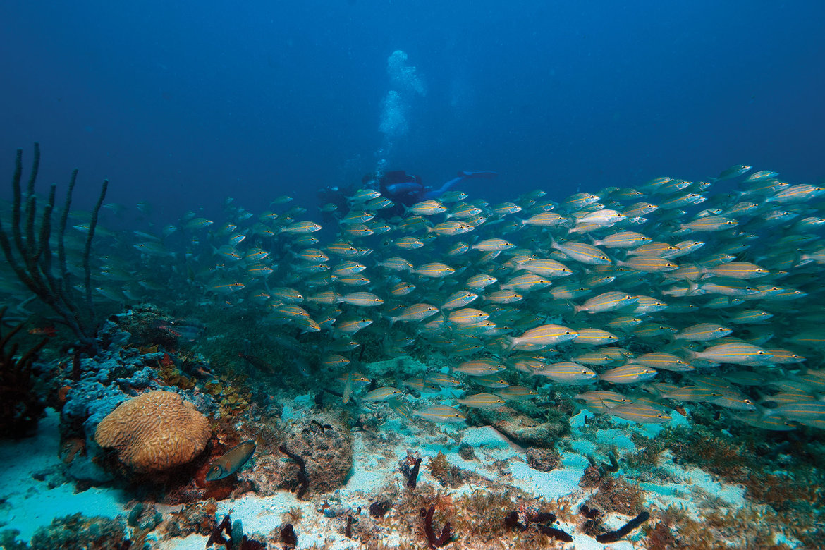 cayman islands reef