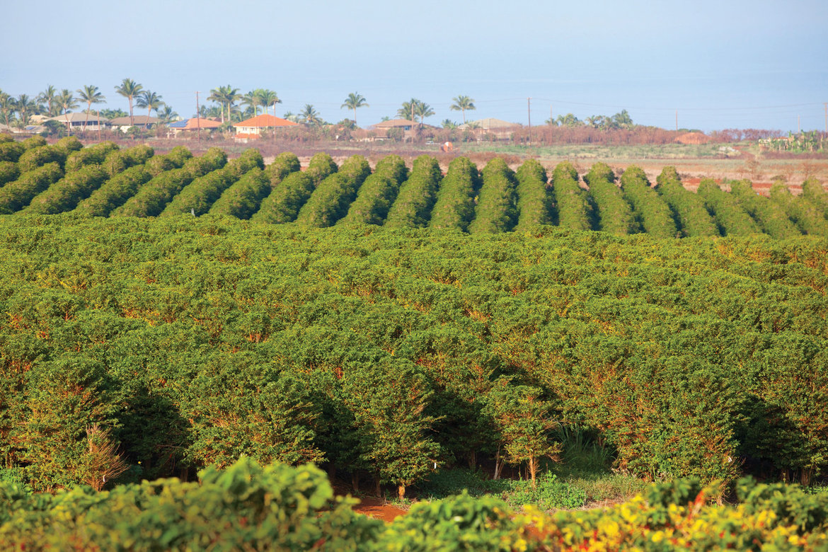 coffee trees maui