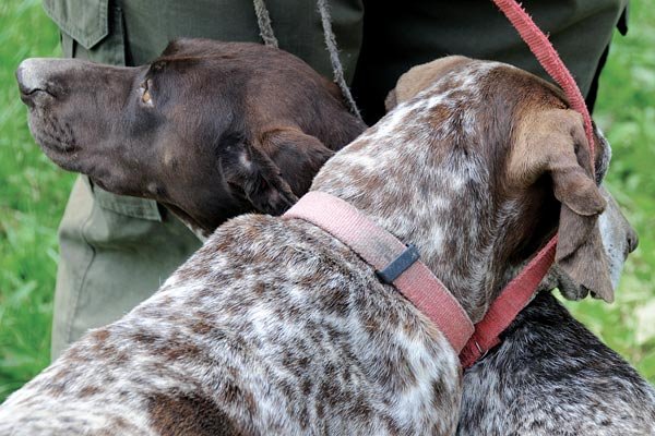 dogs hunting for truffles 