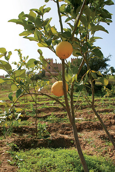 lemon tree