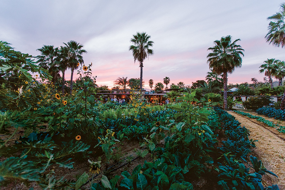 flora farms los cabos