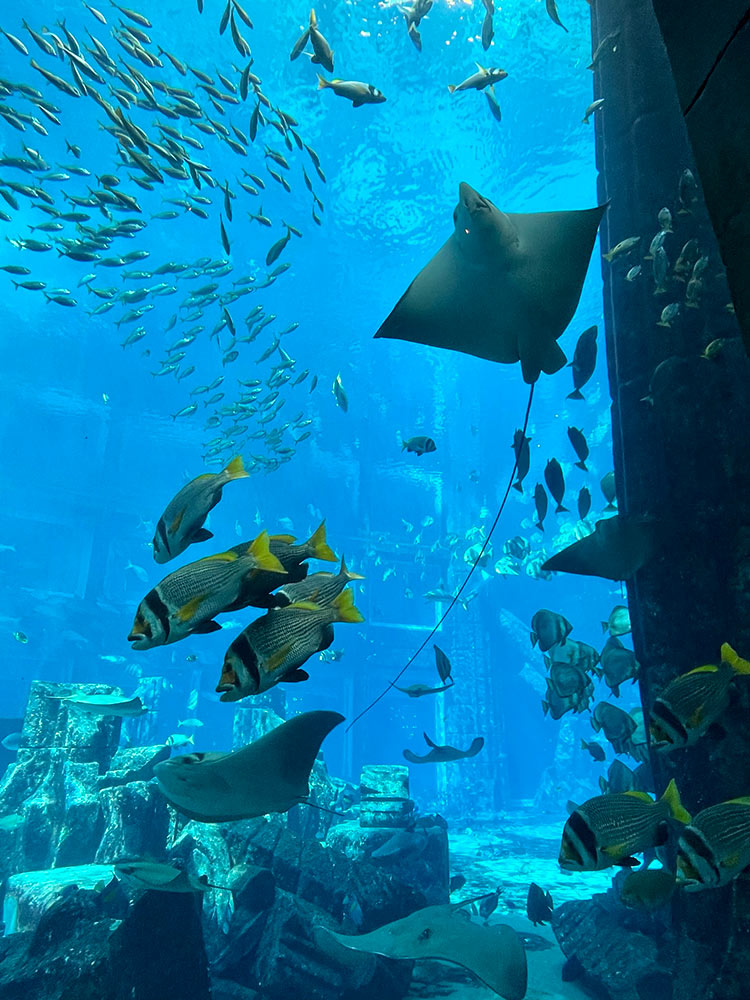 atlantis the palm dubai