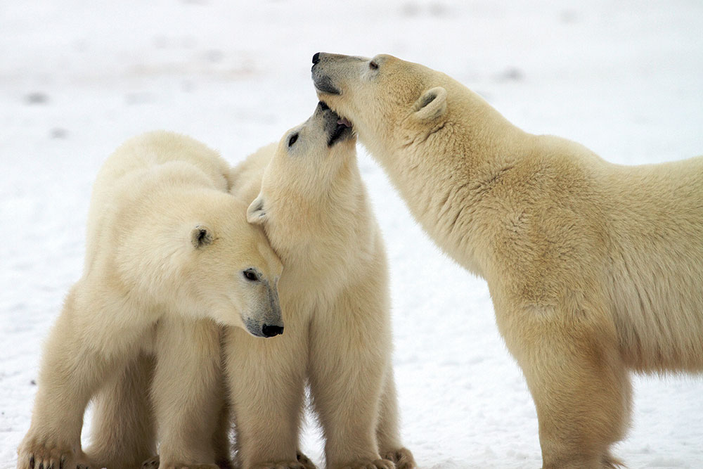 polar bears in Canada