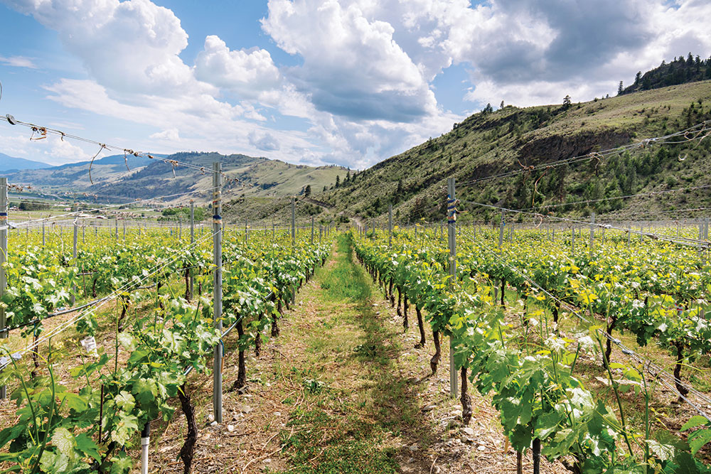 Vineyard in Canada