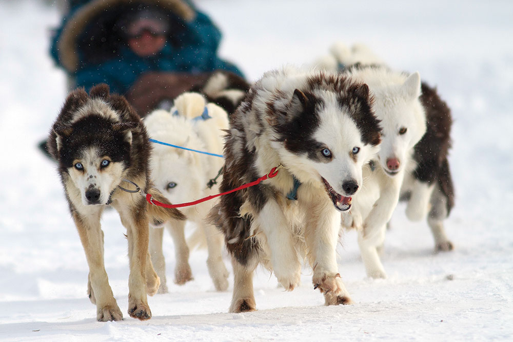 dog sled canada