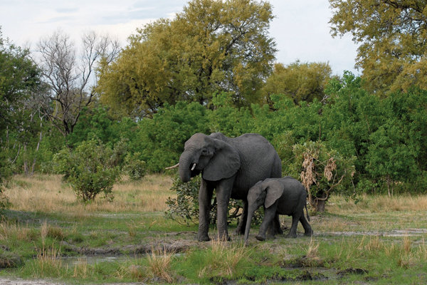 elephants