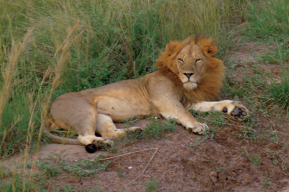 lion safari