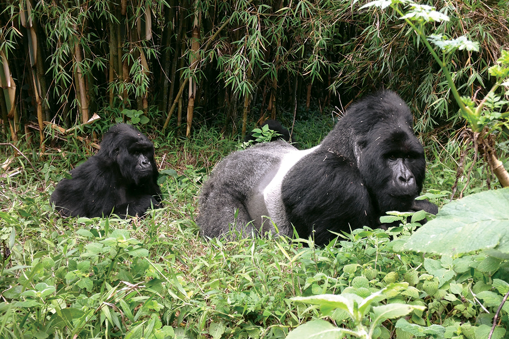 silverback gorillas