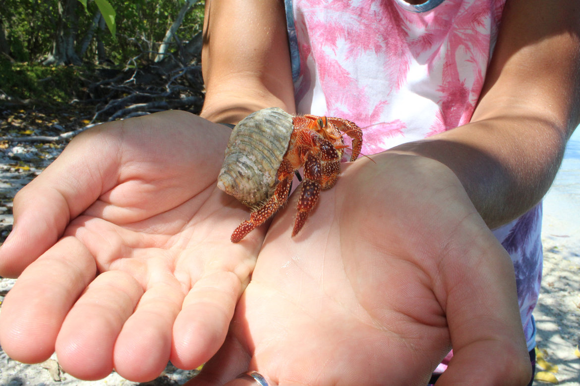 hermit crab