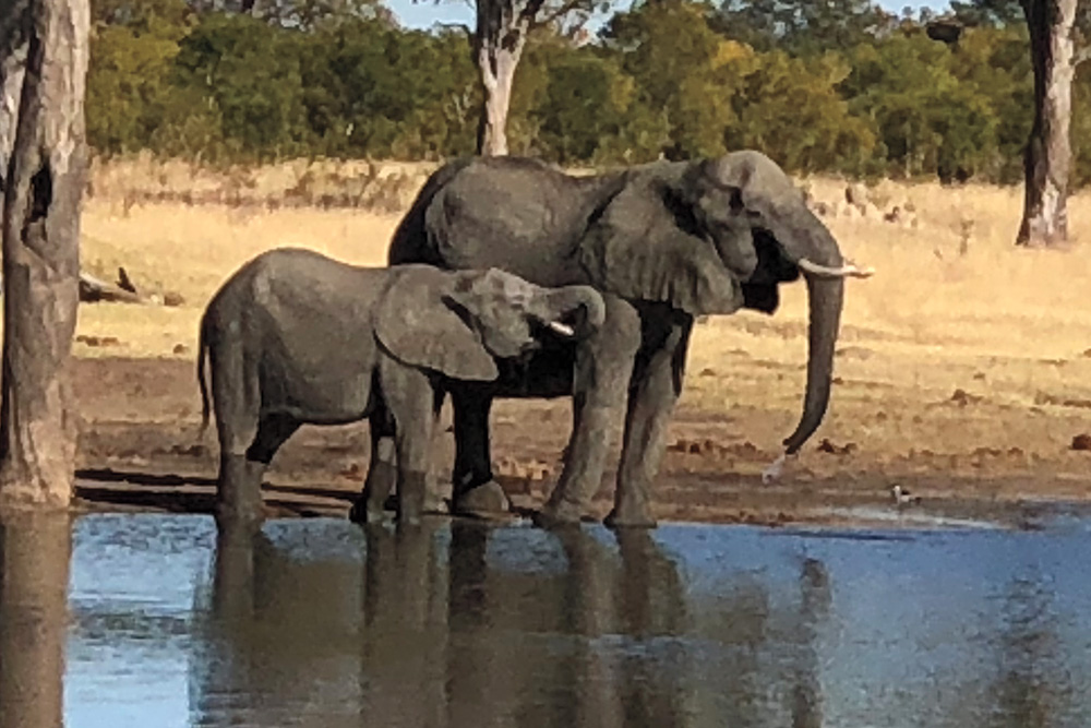 Elephant safari Zimbabwe
